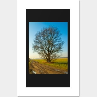 lonely tree on the meadow Posters and Art